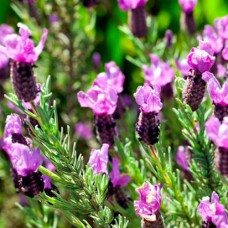 Саджанці лаванди Баттерфляй (черенкований) - 1-річний