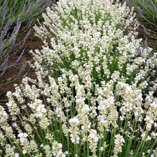 Саджанці лаванди Біла (черенкований) - 1-річний