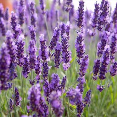 Саджанці лаванди Бузковий Туман (черенкований) - 1-річний