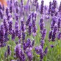 Саджанці лаванди Бузковий Туман (черенкований) - 1-річний