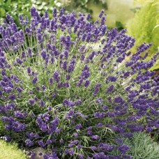 Саджанці лаванди Датч (черенкований) - 1-річний