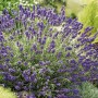 Саджанці лаванди Датч (черенкований) - 1-річний