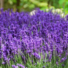 Саджанці лаванди Елізабет (черенкований) - 1-річний