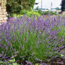 Саджанці лаванди Феноменал (черенкований) - 1-річний