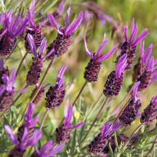 Саджанці лаванди Французька (черенкований) - 1-річний