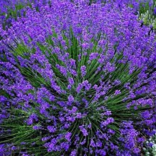 Саджанці лаванди Гроссо (черенкований) - 1-річний