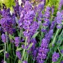 Саджанці лаванди Ізіда (черенкований) - 1-річний