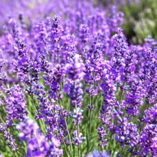 Саджанці лаванди Кримська (черенкований) - 1-річний
