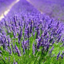 Саджанці лаванди Лавандін (черенкований) - 1-річний