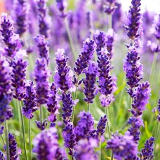 Саджанці лаванди Лондон Блю (черенкований) - 1-річний