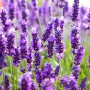 Саджанці лаванди Лондон Блю (черенкований) - 1-річний
