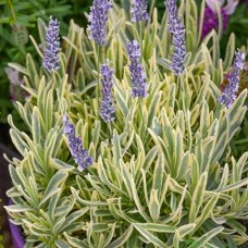 Саджанці лаванди Мерло (черенкований) - 1-річний