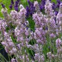 Саджанці лаванди Місс Кетрін (черенкований) - 1-річний