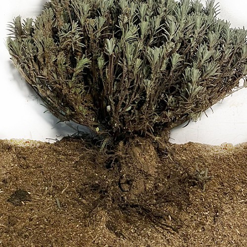 Саджанці лаванди Розеа (черенкований) - 1-річний