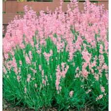 Саджанці лаванди Розеа (черенкований) - 1-річний