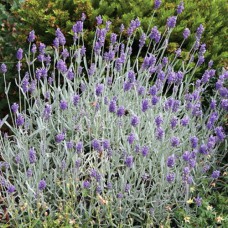Саджанці лаванди Сільвер Міст (черенкований) - 1-річний