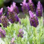 Саджанці лаванди Перемога (черенкований) - 1-річний