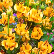 Цибулини лілії Ейпрікот Фадж