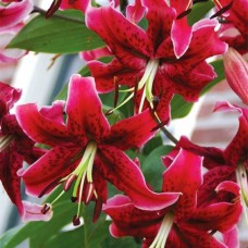 Цибулини лілії Міс Фея