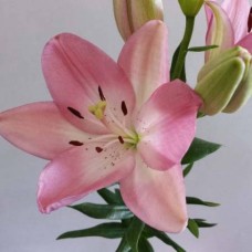 Цибулини лілії Албуфейра