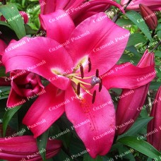 Цибулини лілії Федора