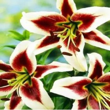 Цибулини лілії Леслі Вудріф