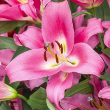 Цибулини лілії Мальдано