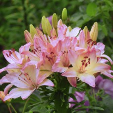 Цибулини лілії Марлен