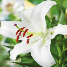 Цибулини лілії Мартін