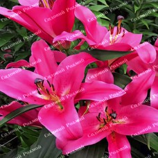 Цибулини лілії Ноттінг Хілл