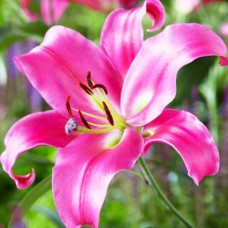 Цибулини лілії Профундо