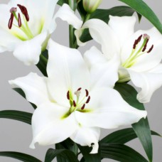 Цибулини лілії Пульсар