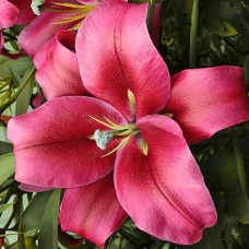 Цибулини лілії Червоне Бажання