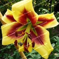 Цибулини лілії Роберт Свонсон