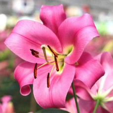 Цибулини лілії Робіна