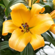 Цибулини лілії Салтрелло