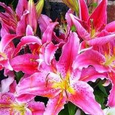 Цибулини лілії Велике Кохання