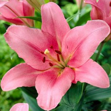 Цибулини лілії Бріндізі