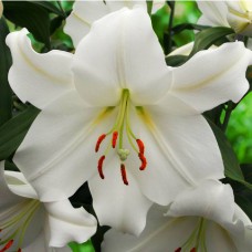 Цибулини лілії Каса Бланка