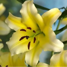 Цибулини лілії Золота Долина