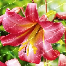 Цибулини лілії Пінк Перфекшн