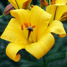 Цибулини лілії Єллоу Пленет