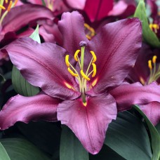 Цибулини лілії Ефектна