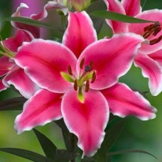 Цибулини лілії Бранкузі