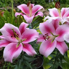 Цибулини лілії Фронтера