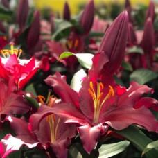 Цибулини лілії Гігант