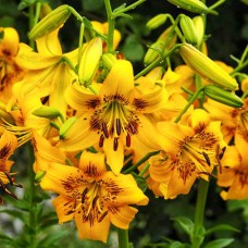 Цибулини лілії Жовтий Брюс