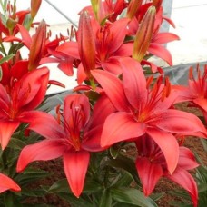 Цибулини лілії Каволі