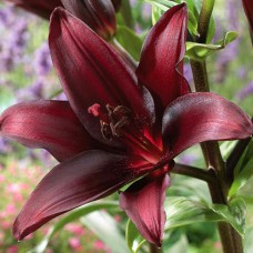 Цибулини лілії Ландіні