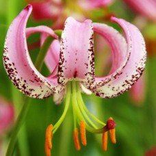 Цибулини лілії Ланконгенсе